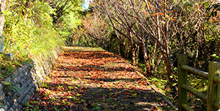 皿山遊歩道の桜並木の写真