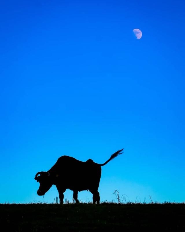  @tokyo2020xxさん　四国カルストの牛（久万高原町）の画像