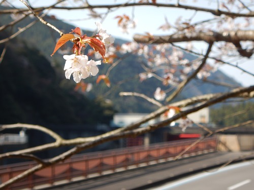 鹿森ダム上流（20190408_ダムと桜）