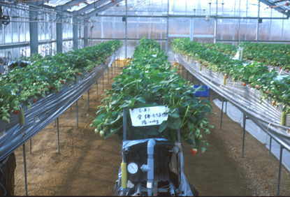 愛媛農試方式イチゴ高設栽培の施設