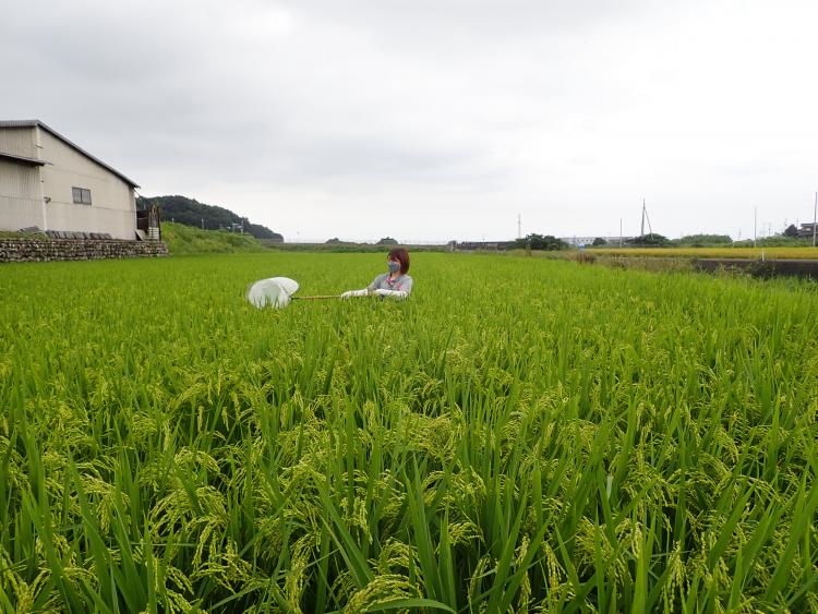 斑点米カメムシ調査風景