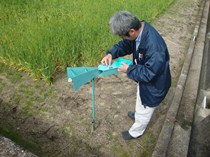 ​ムギ類の赤かび子のう胞子飛散量調査の画像