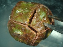 ​ヒノキ球果における果樹カメムシ類の口針鞘調査の画像2