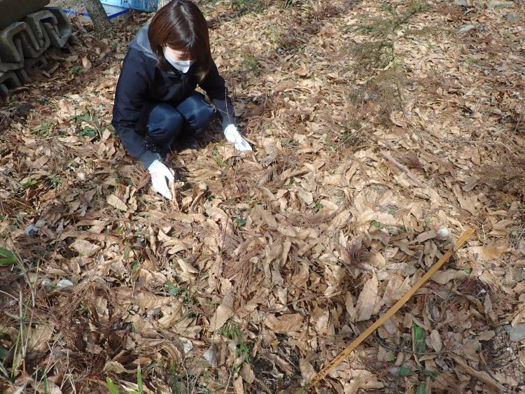 果樹カメ越冬量調査