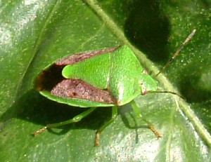 果樹カメムシ（チャバネアオカメムシ）の画像