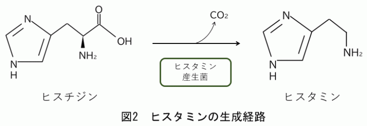 図2ヒスタミンの生成経路