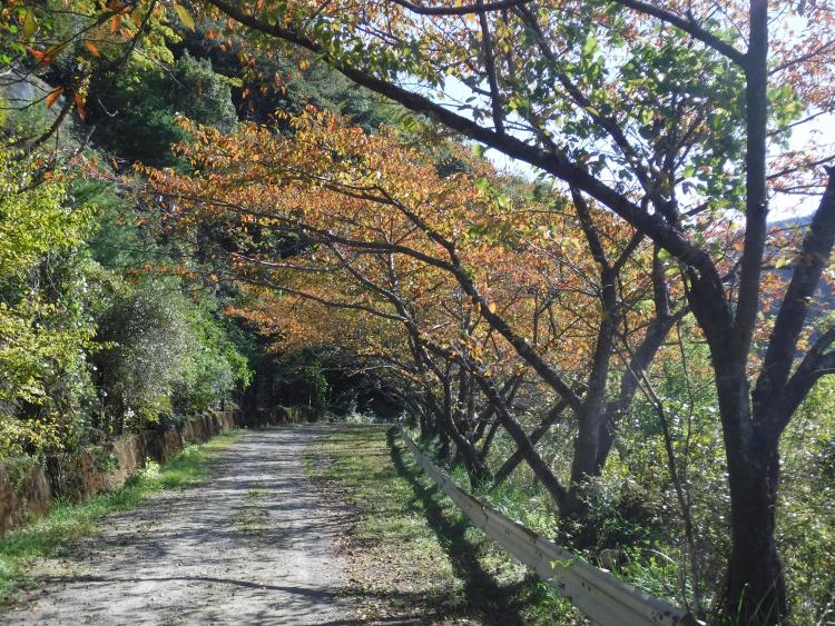 紅葉のさんぽ道