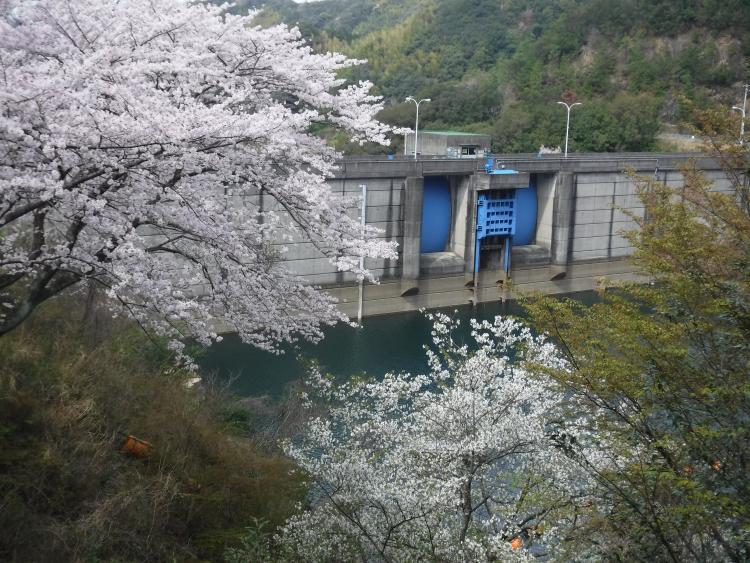 桜のさんぽ道