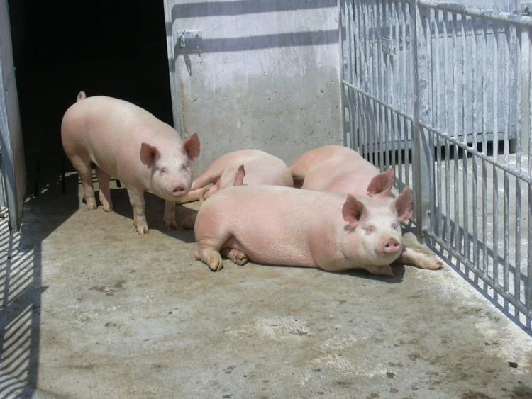 ステージに応じた飼養管理技術（豚）の画像1