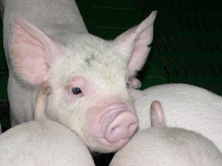 ステージに応じた飼養管理技術（豚）の画像2