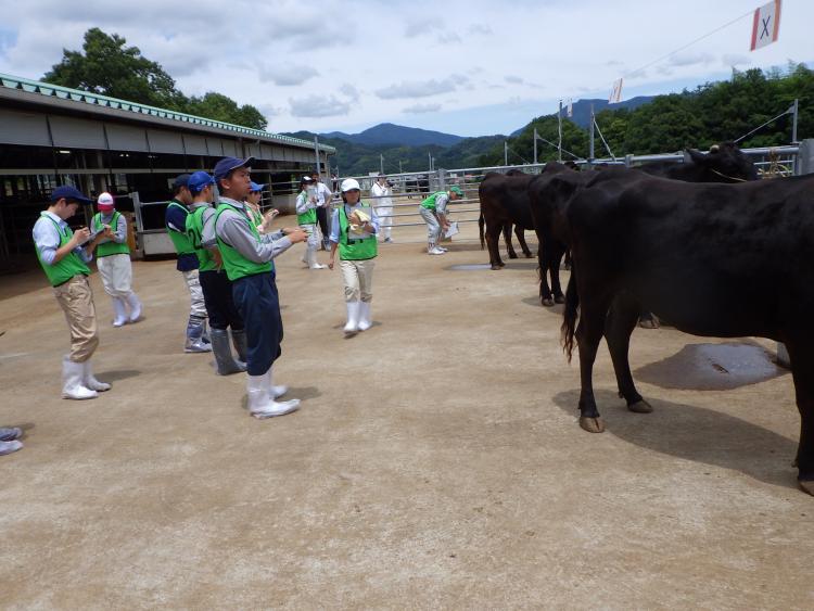 高校生の家畜審査の画像3