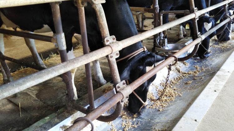 ステージに応じた飼養管理技術（牛）の画像