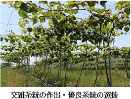 愛媛県オリジナルキウイフルーツ品種育成試験の画像2