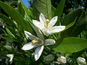 みかんの花の開花（5月上旬頃）の画像