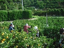 みかんの収穫（11月中旬頃）の画像