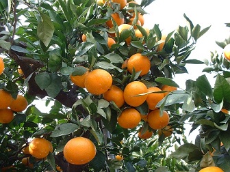 収穫前の果実（11月上旬頃）の画像