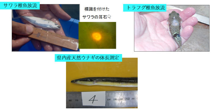 資源の保護培養の画像