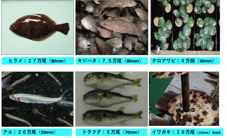 放流用（養殖用）種苗の供給の画像