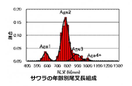 サワラの年齢別尾叉長組成の画像