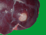 牛の肝膿瘍の拡大写真