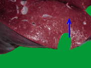牛の鋸屑肝の写真