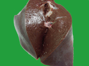 牛の正常な肝臓の割面の写真
