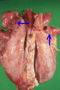 豚のカタル性肺炎の写真