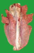 豚の正常な肺