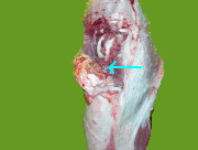 豚の膝関節の絨毛形成の写真