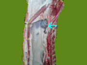 豚の腫脹した腸骨リンパの写真