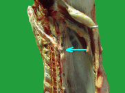豚の正常な腸骨リンパの写真