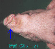 豚のARの写真