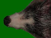 正常な豚の鼻の写真