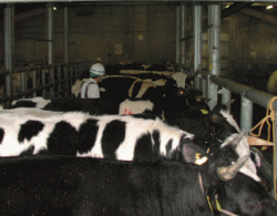 牛の生体検査の様子
