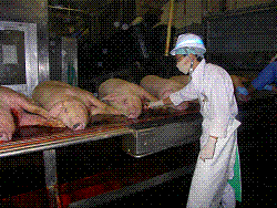 豚の解体前検査の様子
