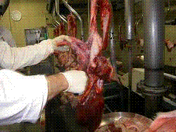 豚の内臓検査の様子
