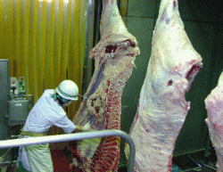 牛の枝肉検査の様子