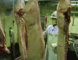 豚の枝肉検査の様子