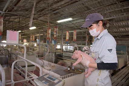 社員が心を一つにする企業養豚の画像