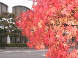 愛媛県研修所の秋、もみじ紅葉の写真