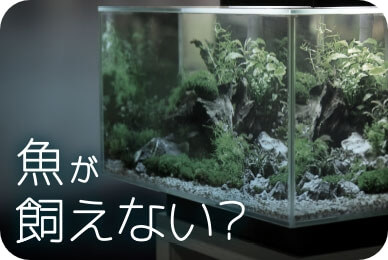 魚が飼えない?の画像