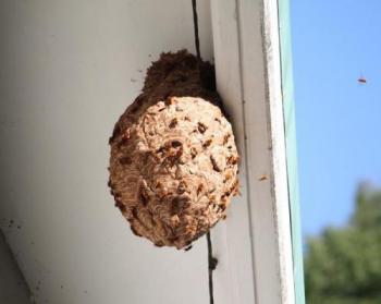 キイロスズメバチの巣（写真提供：面河山岳博物館）の画像