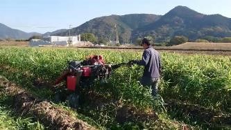 機械を利用した掘り取り作業