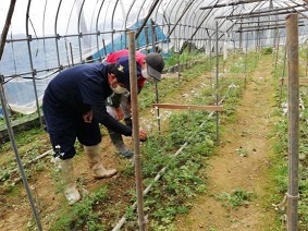 農家と生育状況確認