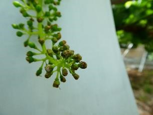 主穂先端の開花異常症状