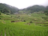 樫谷地区の棚田の画像