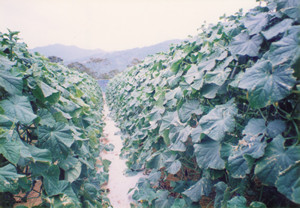 露地で栽培される夏秋きゅうりの画像