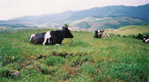 乳牛が放牧されている大野ヶ原の画像