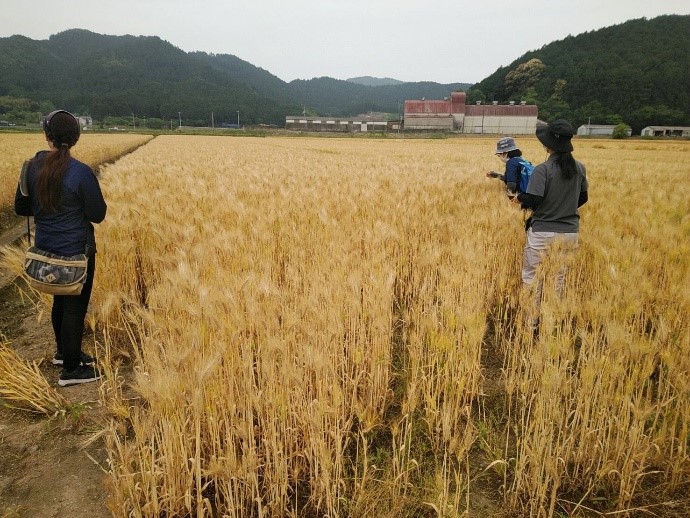 裸麦の状況確認