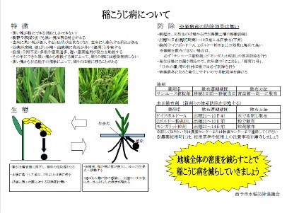 作成した稲こうじ病の資料